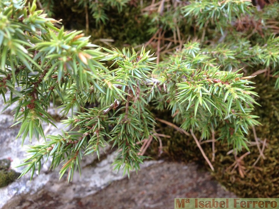 Cupressaceas.Juniperus comunis subs alpina (2)