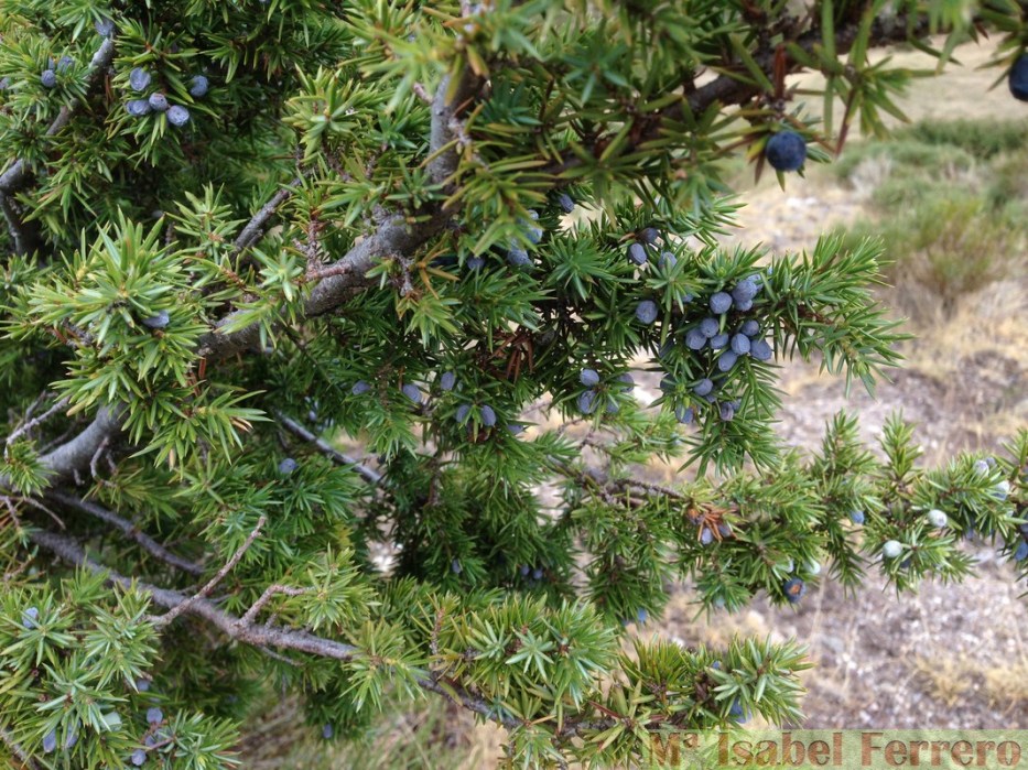 Cupressaceas.Juniperus comunis subs alpina (4)