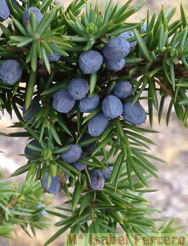 Cupressaceas.Juniperus comunis subs alpina (5)